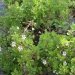 Geranium à feuilles en capuchon, Geranium