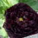 Pavot, Pavot 'black beauty'