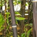 Phyllostachys nigra