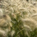 Herbes aux écouvillons