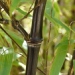 Phyllostachys nigra