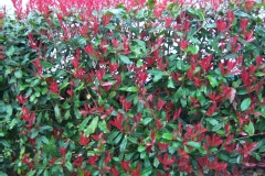 Photinia 'red robin', Photinia