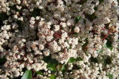 Photinia 'red robin', Photinia