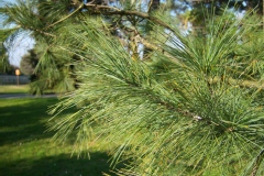 Pinus strobus