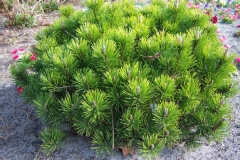 Pinus mugo 'Pumilio'