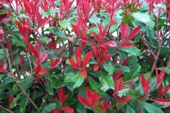 Photinia 'red robin', Photinia