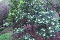 Pittospore, Pittosporum, Pittospore du japon