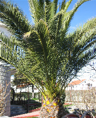 Dattier des canaries, Palmier des canaries