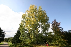 Populus X euroamericana 'I  214'