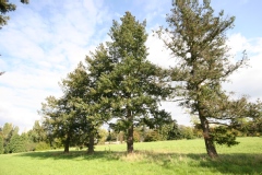 Pseudotsuga menziesii 'Glauca Pendula'