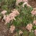 Pieris, Andromède du japon, Pieris 'valley rose'