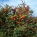 Pyracantha - Pyracantha