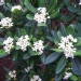 Pittosporum tobira - Pittospore, Pittosporum