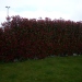 Photinia red robin - 