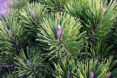 Pinus mugo 'Pumilio'