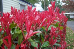 Photinia 'red robin', Photinia