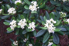 Pittospore, Pittosporum, Pittospore du japon