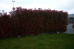 Photo de Photinia red robin