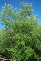 Populus alba