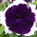 Pétunia 'blue picotee', Pétunia