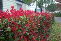 Photinia 'red robin', Photinia