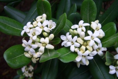 Pittospore, Pittosporum, Pittospore du japon