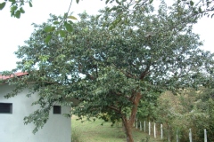 Psidium guajava