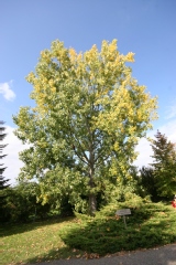 Populus X euroamericana 'I  214'