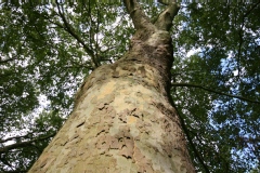 Platanus X acerifolia