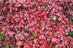 Photinia 'red robin', Photinia