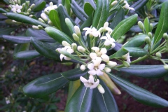 Pittospore, Pittosporum, Pittospore du japon