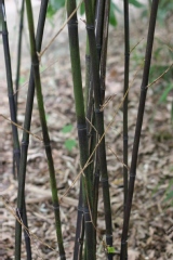 Phyllostachys nigra