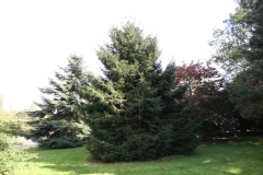 Picea orientalis