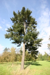 Pseudotsuga menziesii 'Glauca Pendula'