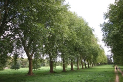 Platanus X acerifolia