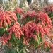 Pieris, Pieris 'valley valentine', Andromède du japon