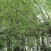 Phyllostachys nigra