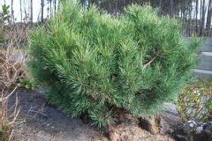 Photo de Pinus sylvestris 'Watereri'