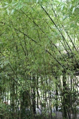 Phyllostachys nigra