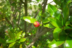 Punica granatum