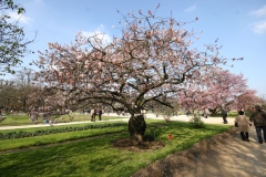 Cerisier à fleurs