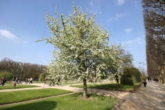 Photo de Pyrus caucasica