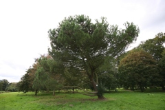 Photo de Pinus pinea