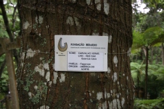 Quercus rubra