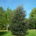 Quercus ilex