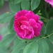 Rosa 'Amadis'.Rose ancienne Boursault