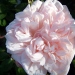 Rosier 'alexandre trémouillet', Rosier, Rose, Rose 'alexandre trémouillet'