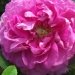 Rosier 'abdul hamid', Rose 'abdul hamid', Rosier, Rose