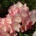 Rhododendron, Rhododendron 'fantastica'