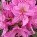 Rhododendron 'delta', Rhododendron